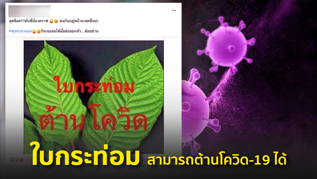 ข่าวปลอม อย่าแชร์! ใบกระท่อม สามารถต้านโควิด-19 ได้