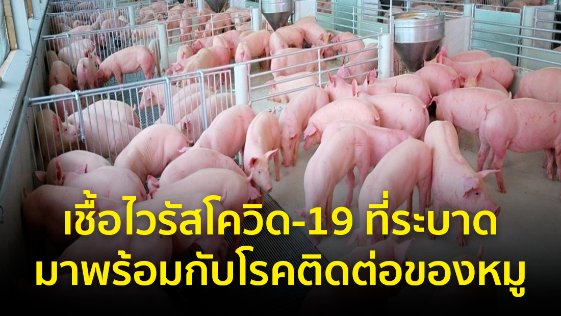 ข่าวปลอม อย่าแชร์! ❌ เชื้อไวรัสโควิด-19 ที่ระบาด มาพร้อมกับโรคติดต่อของหมู