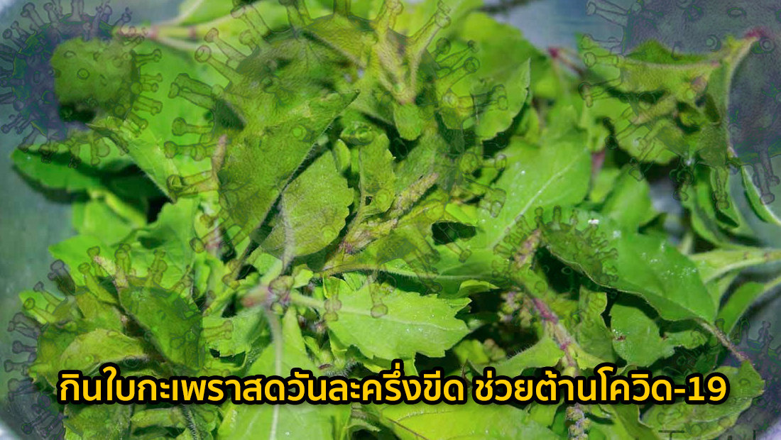 ข่าวบิดเบือน กินใบกะเพราสดวันละครึ่งขีด ช่วยต้านโควิด-19