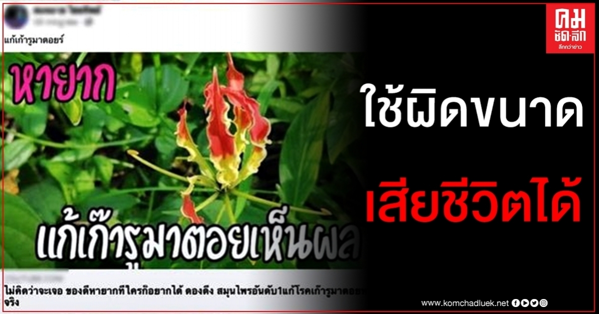 ระวังดองดึงแก้ปวดเกาต์ทานผิดพิษถึงตาย