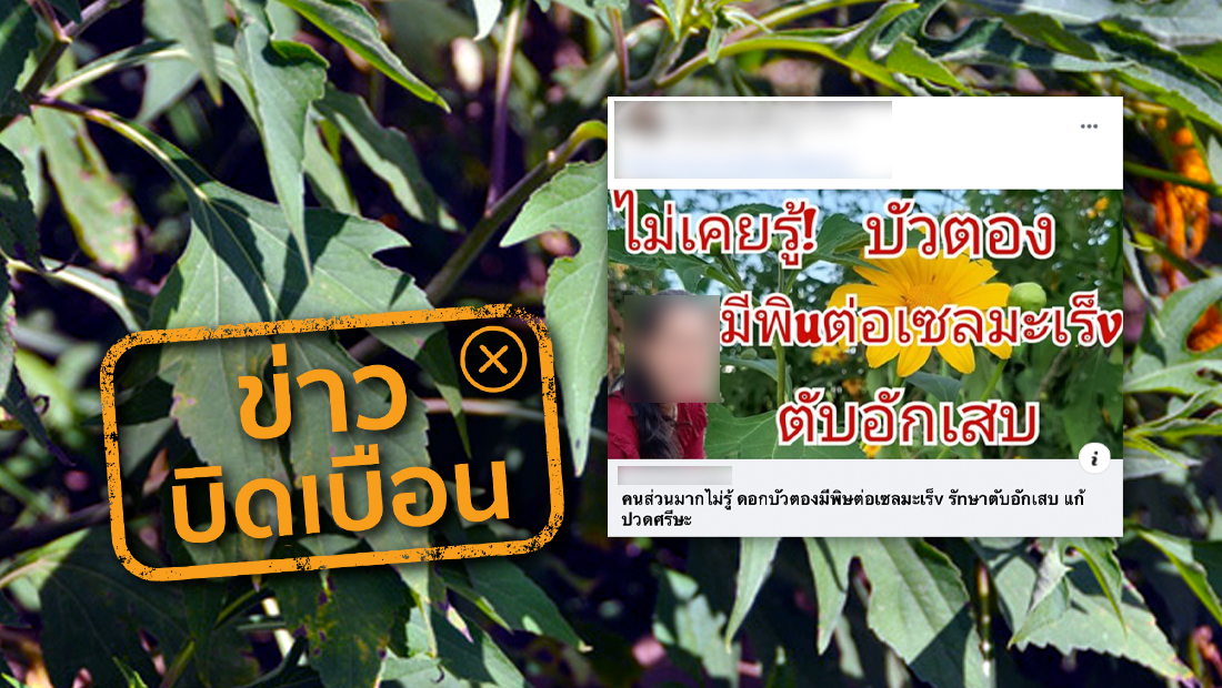 สารสกัดจากใบบัวตองสามารถยับยั้งเซลล์มะเร็งได้