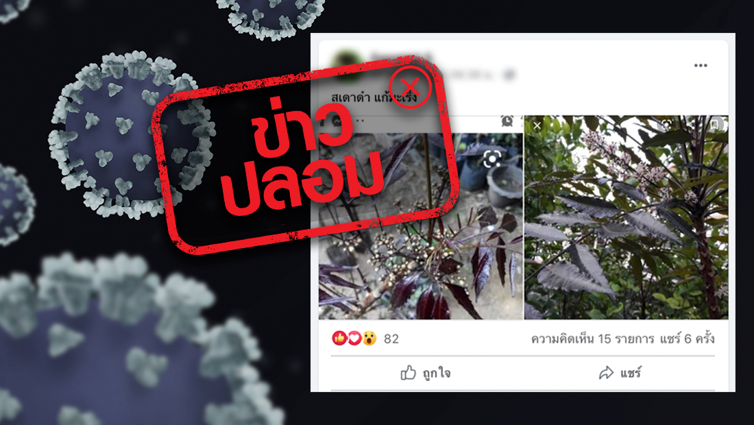 ต้นสะเดาดำ สามารถรักษาโรคมะเร็งได้